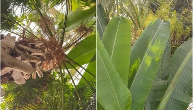 Foto: Botāniskajā dārzā Kauņā uzziedējusi Lietuvas augstākā palma