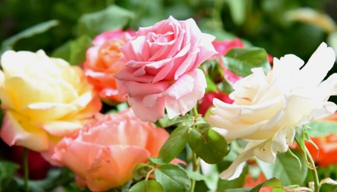 А запах! ТОП-9 самых ароматных цветов для вашего сада