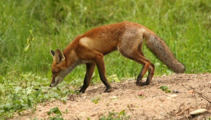 ФОТО. На природных тропах Лигатне снова появились лисы