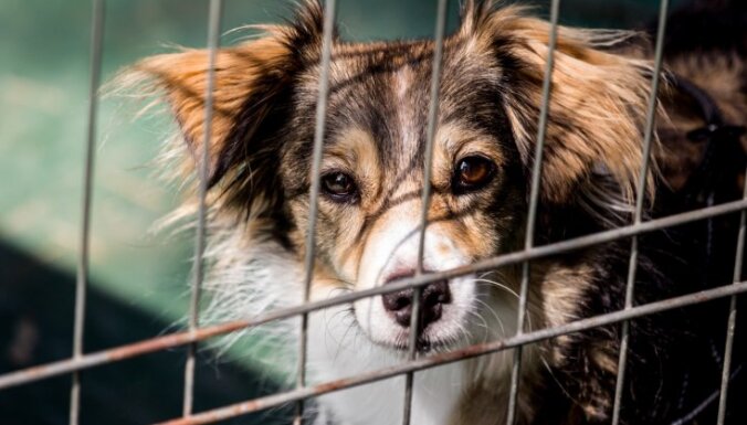 Mīti un patiesības par patversmes dzīvnieku adopciju