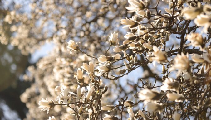 Foto: Magnoliju ziedu kupenas Pārdaugavā