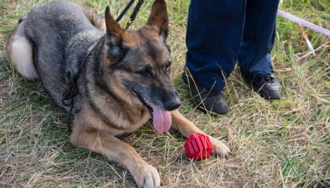 Полиция с собакой проверяет палатки на Positivus: найдены наркотики
