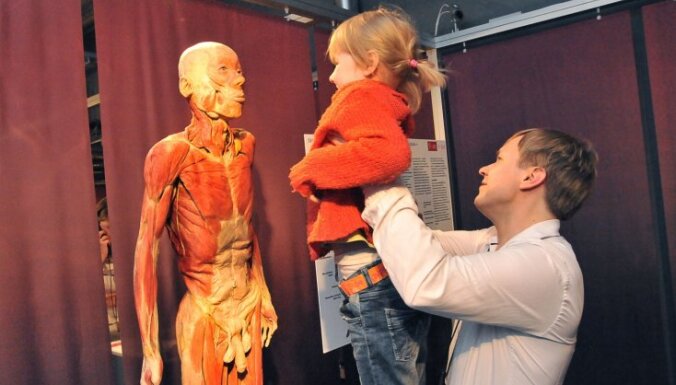 В Риге пройдет анатомическая выставка Bodies Revealed