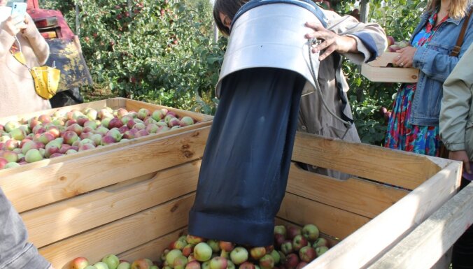 Tonnām jēpju un sava meteo stacija: kā Saldus novadā audzē ābolus
