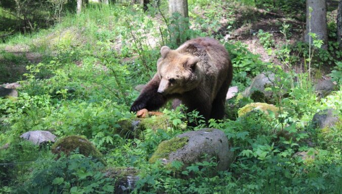 Dabas parki un mini zoo – kur doties vērot dzīvniekus Latvijā?