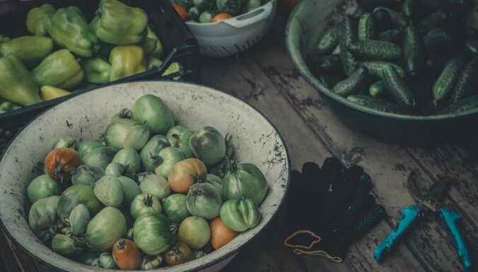 Ko iesākt ar zaļiem tomātiem