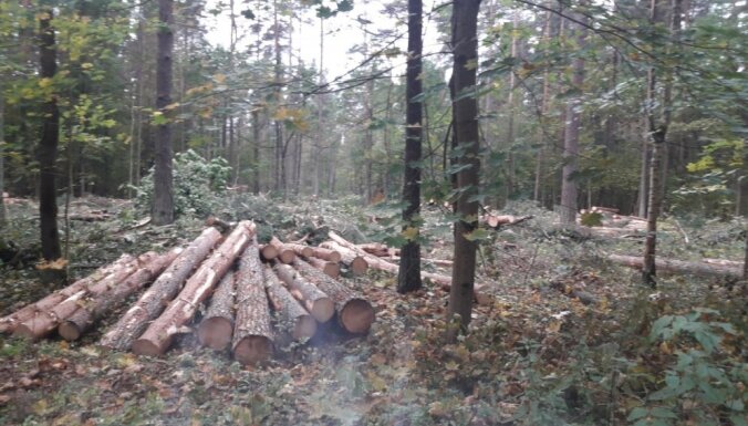 В этом году на территориях Риги восстановят более 400 гектаров леса