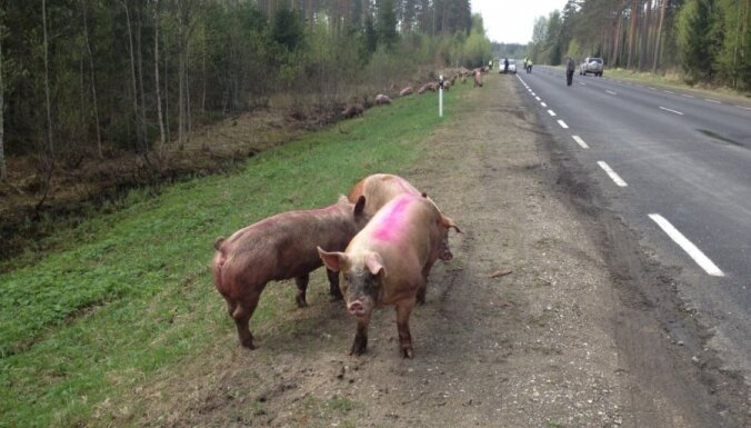 Igaunijā desmitiem cūku gājušas bojā autoavārijā; citas iemukušas mežā (+FOTO)