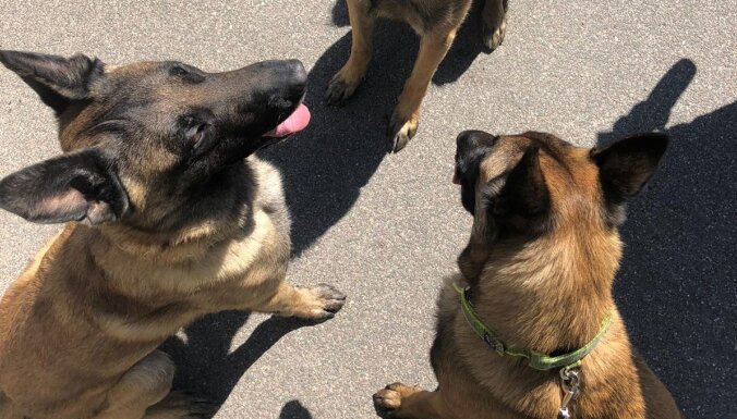 Policijas dienesta suns palīdz Dubeņos atrast degvielas zagli