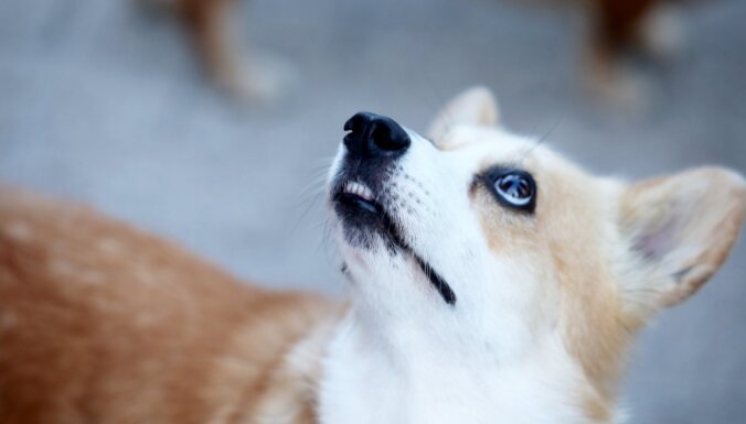 PVD konstatējis pārkāpumus saistībā ar suņu ievešanu no Baltkrievijas un Krievijas