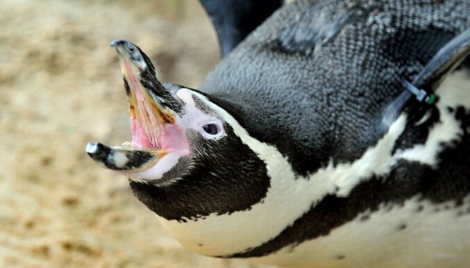 Kā izskatās, ja pingvīni lieto 'laimes tabletes'