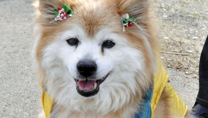 Japānā nomirusi suņu mūža rekordiste