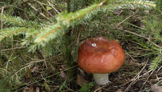 В Латвийском музее природы проходят Дни грибов
