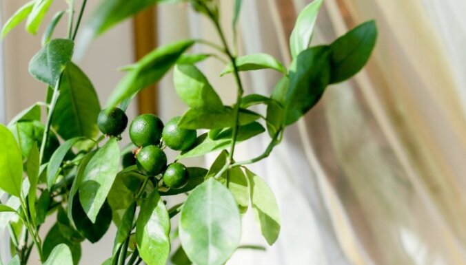 Augi, kas paildzina vasaru uz palodzes – citrusaugi un to kopšana