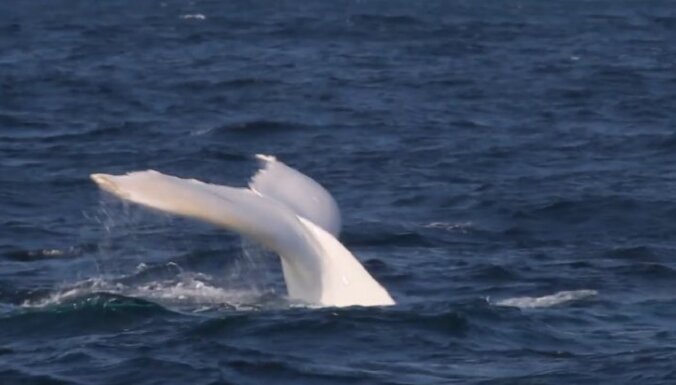 Video: Austrālijā novērots retais baltais valis – slavenais Migalū