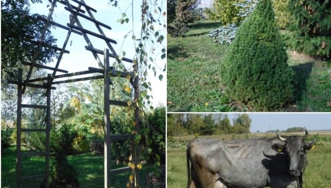 ФОТО. Дендрарий хозяйства Vilki: оазис в Земгале с тысячами растений и голубыми коровами.