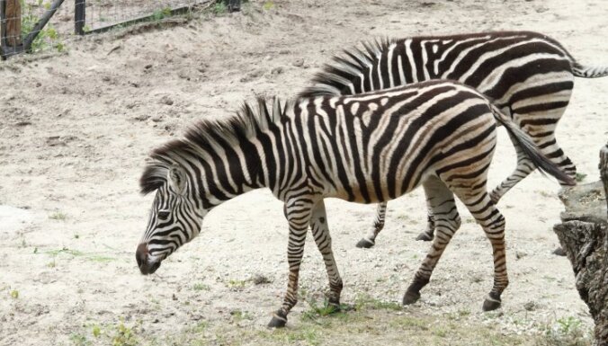 Zinātnieki noskaidrojuši, kāpēc zebras ir svītrainas