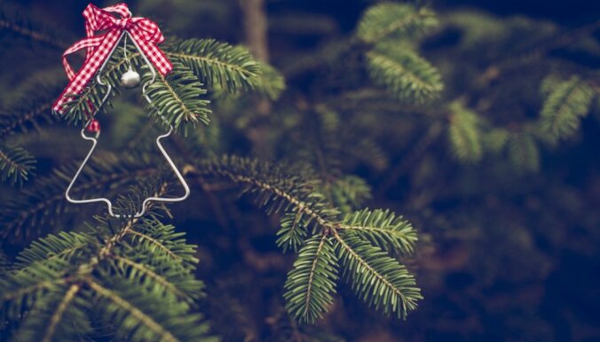 12 секретов, которые нужно знать при покупке новогодней елки