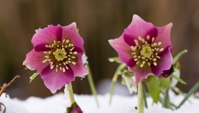Семь чудесных растений, которые цветут зимой