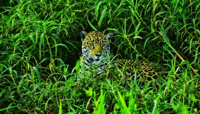 Ja kaut kur var satikt jaguārus, tad tas ir šeit. Ceļojums pa Brazīlijas dienvidiem