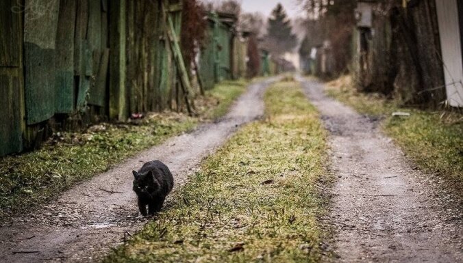 Ieskatīties pamestam kaķim acīs: fotogrāfs no Rīgas iemūžinājis murrātājus nomaļos mazdārziņos