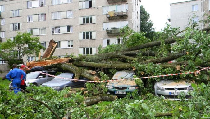 Vecs ozols Rīgā sadragā vairākus auto