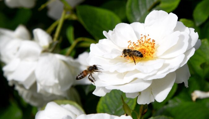 В России массово гибнут пчелы. Что происходит?