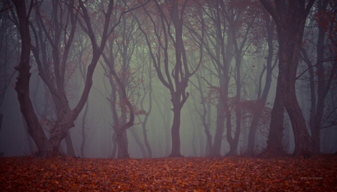 Сбежал бы даже Кощей: шесть самых мрачных и мистических лесов в мире