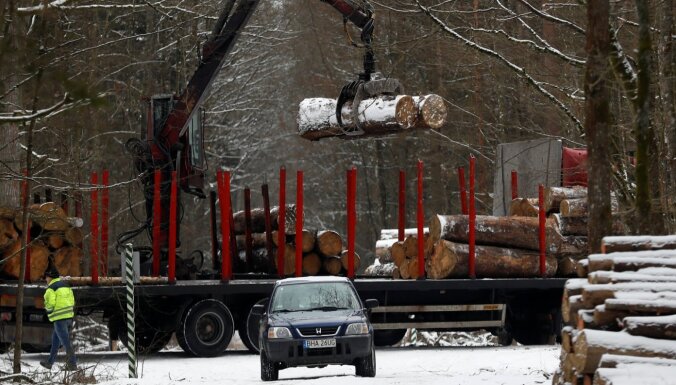 Polija gatavojas atsākt meža ciršanu Belovežas gāršā