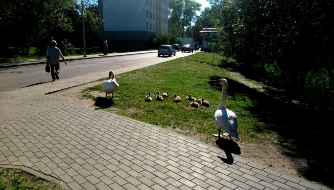 Gulbju pāris ved pastaigā mazuļus Liepājas ielās