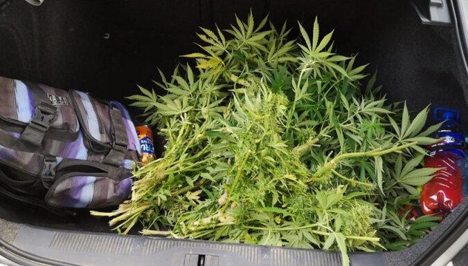 Пожарник конопли купить марихуану в новороссийске