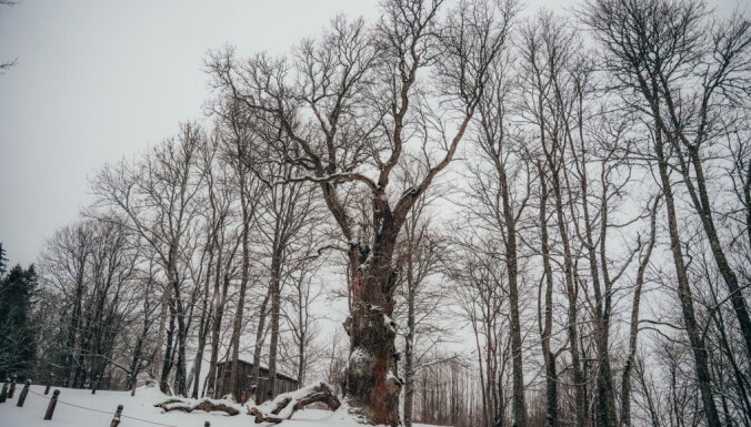 Par šī gada Eiropas gada koku Latvijā kļuvis Sējas dižozols