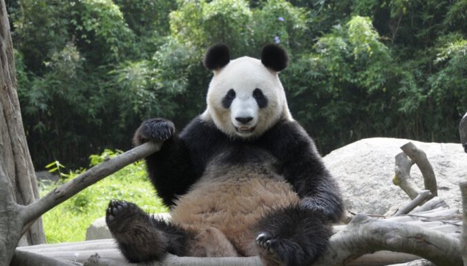 Новорожденная панда вызвала дипломатический скандал