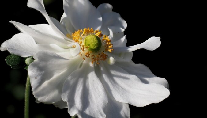 Fragile beauty in the first autumn breezes: Japanese anemones and Hubei