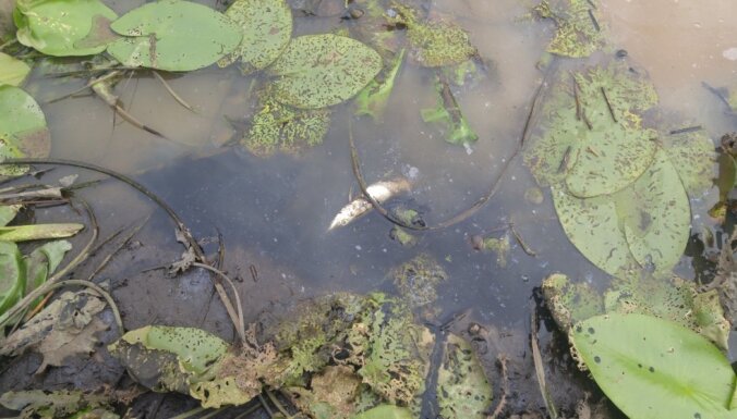 В реке Айвиексте массово гибнет рыба: виноваты сильный паводок и аномальная жара
