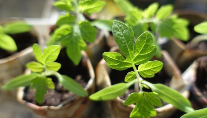 Зеленее некуда: 9 предметов, в которых можно проращивать семена