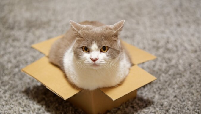Kaķu zinātne: Pūka un Muris gatavi sēdēt pat iluzorā kastē
