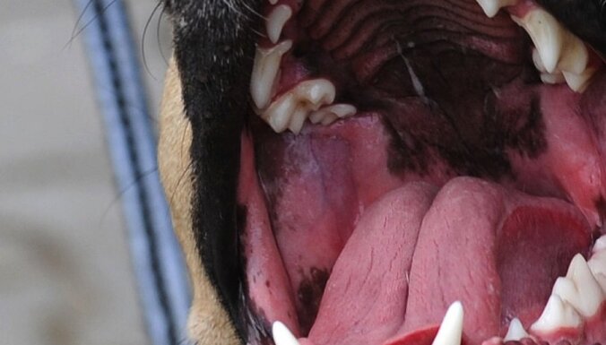 Конфликт между хозяевами собак улаживала полиция самоуправления