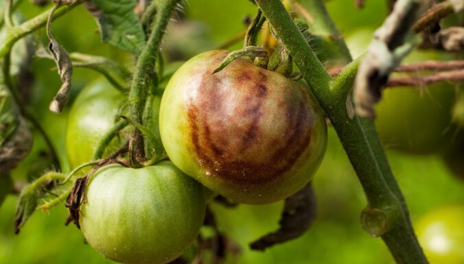 Kā tomātiem palīdzēt cīņā pret augļu brūno un pelēko puvi