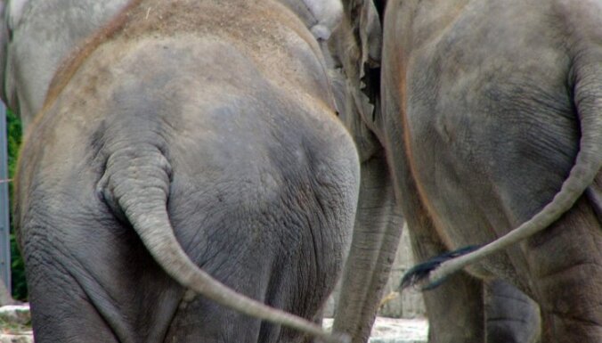 Aizdomas par nelikumīgu ziloņu izmantošanu Rīgas cirkā
