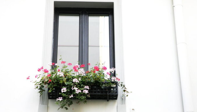 Četras viegli kopjamas puķes balkona dārziņam