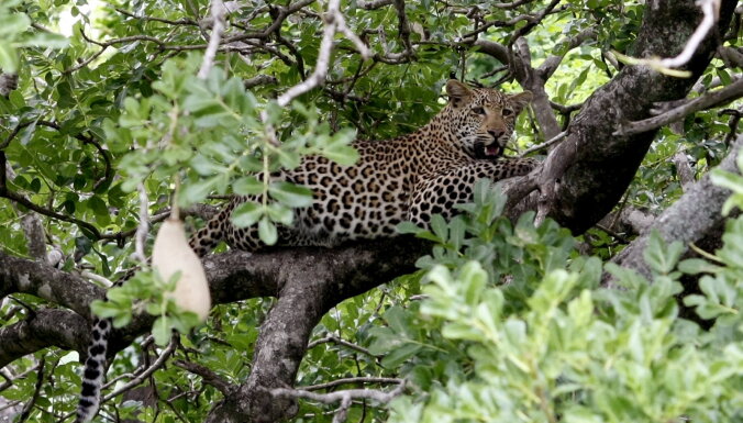 Леопард в национальном парке "Крюгер" в ЮАР убил двухлетнего ребенка