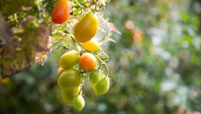 Citādu vasaru plānojot: jaunas un neparastas tomātu šķirnes, ko izmēģināt šogad