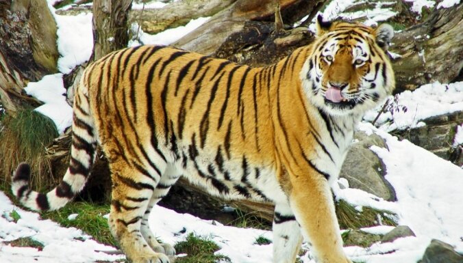 Сильный снегопад на Дальнем Востоке России: амурские тигры под угрозой исчезновения