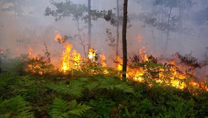 Полиция задержала пиромана, устроившего пожар в лесу