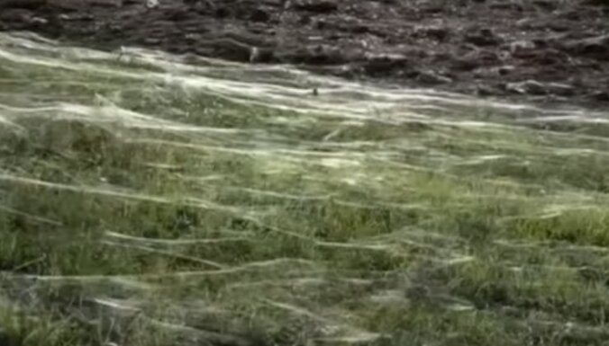 Dzīvā šausmu filma - vienā naktī pilsēta klāta miljoniem zirnekļu tīklu