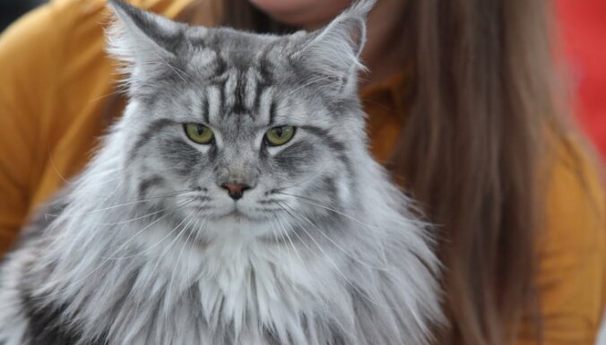 Foto: Vairāk nekā 200 kaķu Rīgā sacenšas par titulu 'Labākais no labākajiem'