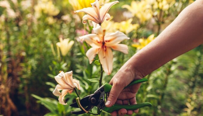 Ko darīt ar lilijām pēc ziedēšanas – darbi liliju dobē augustā