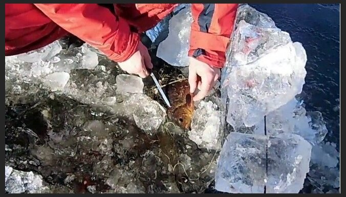 Video: Policisti izzāģē ledū iesalušus maluzvejnieku tīklus