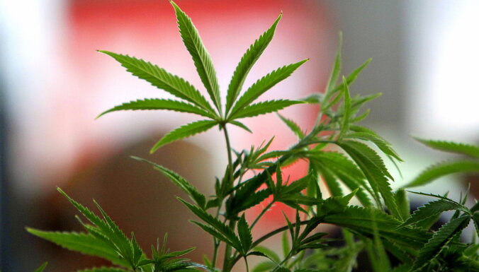 В ходе обысков полиция обнаружила плантацию марихуаны